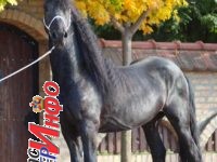 Frizijski konji na prodaju Frizijski konji na prodaju