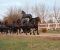 Frizijski konji na prodaju Frizijski konji na prodaju