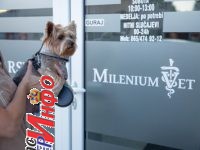 Dezurni veterinar Novi Sad 00-24h Dezurni veterinar Novi Sad 00-24h