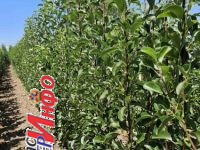 Sadnice voća – Kvalitetne sadnice iz Rasadnika Antić Sadnice voća – Kvalitetne sadnice iz Rasadnika Antić