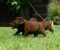 Labrador Retriver štenci, čokoladni