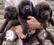 Labrador Retriver štenci, čokoladni Labrador Retriver štenci, čokoladni