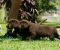 Labrador Retriver štenci, čokoladni