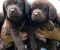 Labrador Retriver štenci, čokoladni Labrador Retriver štenci, čokoladni