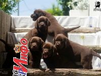 Labrador Retriver štenci, čokoladni Labrador Retriver štenci, čokoladni