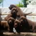 Labrador Retriver štenci, čokoladni