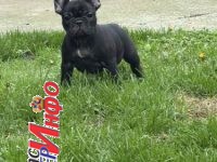 Dve ženke francuskog buldoga