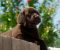 Labrador Retriver štenci, čokoladni Labrador Retriver štenci, čokoladni