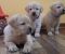 Prelepi, čistokrvni štenci labradora - Slika1 Prelepi, čistokrvni štenci labradora - Slika1