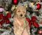 Patuljaste pudle štenci - Slika4 Patuljaste pudle štenci - Slika4