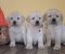 Prelepi, čistokrvni štenci labradora - Slika3 Prelepi, čistokrvni štenci labradora - Slika3