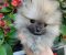 Pomeranski Špic štenci - Slika6