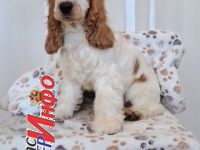 Koker španijel štenci, izložbenog potencijala