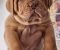 Bordoska Doga (Dogue de Bordeaux) prelepi stenci - Slika3 Bordoska Doga (Dogue de Bordeaux) prelepi stenci - Slika3