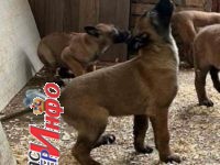 Belgijski Ovčar Malinoa