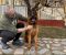 Nemački ovčar kratkodlaki, štenci u ponudi - Slika3 Nemački ovčar kratkodlaki, štenci u ponudi - Slika3