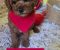Preslatki štenci CRVENE TOY PUDLE - Slika2 Preslatki štenci CRVENE TOY PUDLE - Slika2