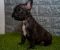 Francuski buldog - Slika5 Francuski buldog - Slika5