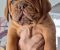 Bordoska Doga (Dogue de Bordeaux) prelepi stenci - Slika4 Bordoska Doga (Dogue de Bordeaux) prelepi stenci - Slika4