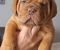 Bordoska Doga (Dogue de Bordeaux) prelepi stenci - Slika2 Bordoska Doga (Dogue de Bordeaux) prelepi stenci - Slika2
