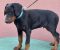 Doberman muško štene,   sve potrebne vakcine, prodaje se sa rodovnikom.  Cena - Slika1
