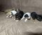 Čivava štenci - Slika4
