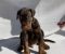 Doberman štenci - Slika6 Doberman štenci - Slika6