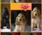 Engleski koker španijel Stenci vrhunskog kvaliteta i porekla - Slika2 Engleski koker španijel Stenci vrhunskog kvaliteta i porekla - Slika2