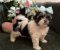 Prelepi Shih Tzu štenci iz registrovane FCI/KSS odgajivačnice - Slika6