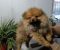 Pomeranski Špic štenci - Slika2 Pomeranski Špic štenci - Slika2