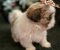 Prelepi Shih Tzu štenci iz registrovane FCI/KSS odgajivačnice - Slika2 Prelepi Shih Tzu štenci iz registrovane FCI/KSS odgajivačnice - Slika2