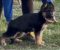 Štenci NEMAČKOG ovčara - Slika3 Štenci NEMAČKOG ovčara - Slika3