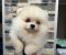 Pomeranac, štenci vrhunskog kvaliteta - Slika4 Pomeranac, štenci vrhunskog kvaliteta - Slika4
