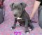 Pitbul Blue Nose stenci - Slika3 Pitbul Blue Nose stenci - Slika3