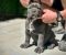 Cane Corso štenci - Slika5