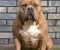American bully XL / XXL - Slika3 American bully XL / XXL - Slika3