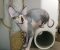 Mačak SPHYNX dostupan za parenje - Slika1 Mačak SPHYNX dostupan za parenje - Slika1