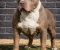 American bully XL / XXL - Slika4 American bully XL / XXL - Slika4