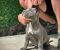 Cane Corso štenci - Slika1 Cane Corso štenci - Slika1