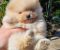 Najlepsi Pomeranci Boo samo u Pom_Hash_Starsu - Slika1 Najlepsi Pomeranci Boo samo u Pom_Hash_Starsu - Slika1