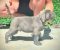 Cane Corso štenci - Slika6