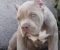 American bully XL / XXL - Slika6 American bully XL / XXL - Slika6