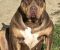 American bully XL / XXL - Slika5