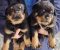 Rotvajler štenci - Slika3 Rotvajler štenci - Slika3