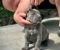 Cane Corso štenci - Slika2