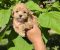 Savrseni maltipoo bebani spremni su za preuzimanje - Slika1
