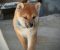 Shiba Inu prelepi štenci - Slika3