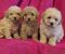 Mini maltipoo - Slika4