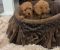 Toy pudle malog rasta, prelepe - Slika3 Toy pudle malog rasta, prelepe - Slika3