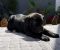 Crni Cane Corso štenci - rezervacije u toku - Slika3 Crni Cane Corso štenci - rezervacije u toku - Slika3